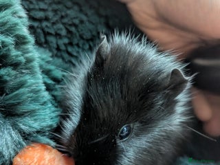 Guinea Pig rodents Black self boar guinea pig boy - Advert 1