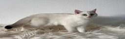 British Shorthair cats for sale: TICA Beautiful British Shorthair Kittens - Advert 10