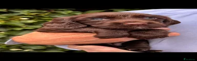 Cocker Spaniel 7