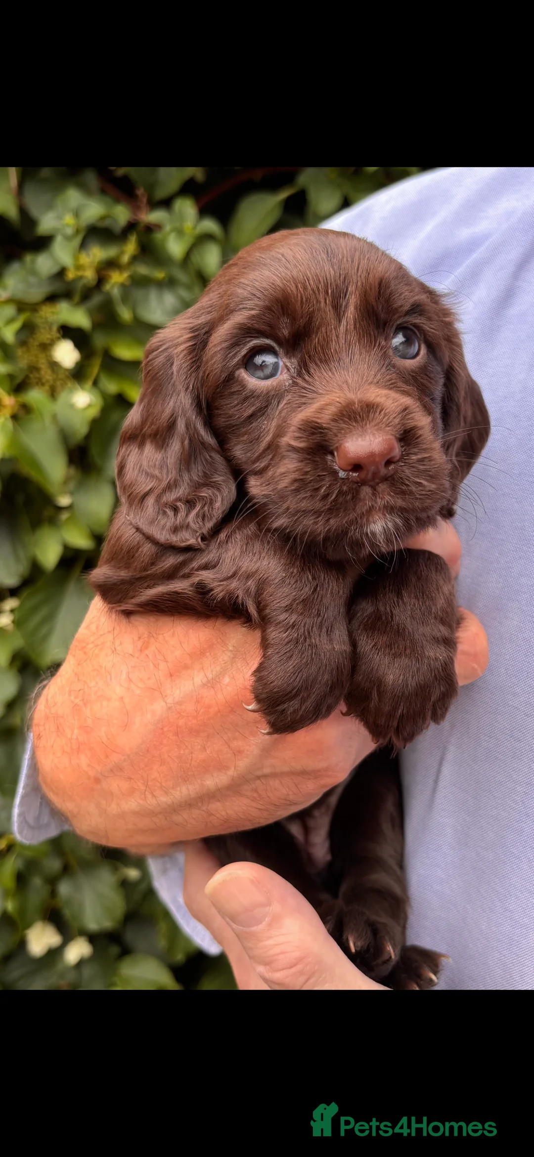 Cocker Spaniel dogs for sale: Stunning FTCH Line KC Reg Working Cocker Spaniel - Advert 2
