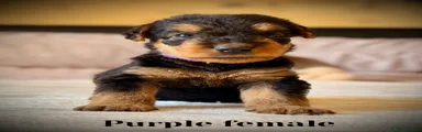 Airedale Terrier 11