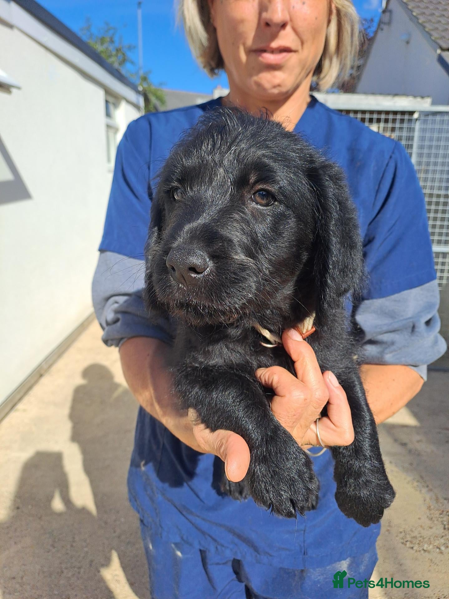 Labradoodle dogs  Ready now, Standard Labradoodle Puppies  - Advert 1