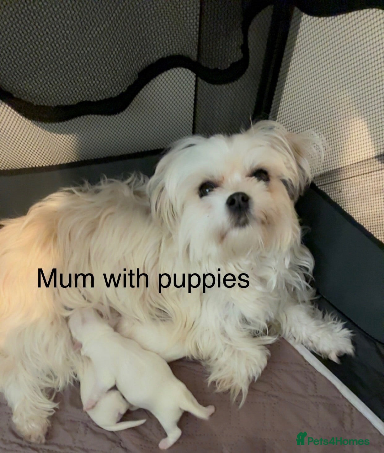 Maltese dogs Maltese puppies for sale - Advert 16
