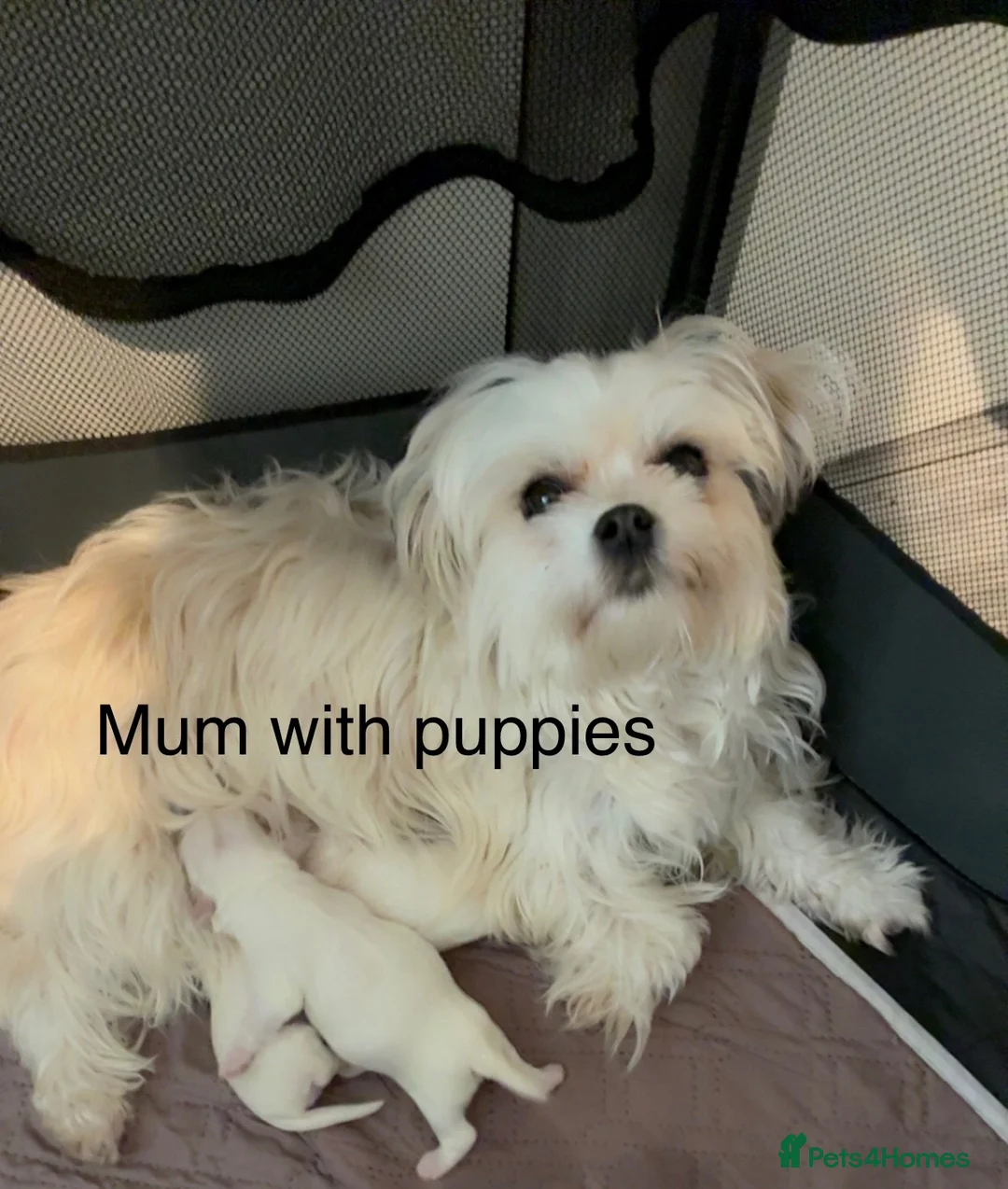 Maltese dogs for sale: Maltese puppies for sale in Dundee - Advert 1