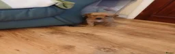 Labrador Retriever dogs for sale: Fox red labrador puppies  - Advert 7