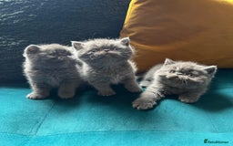 Persian cats for stud: GCCF REGISTERED PERSIAN STUD CHAMPION LINES PROVEN in London - Image 16