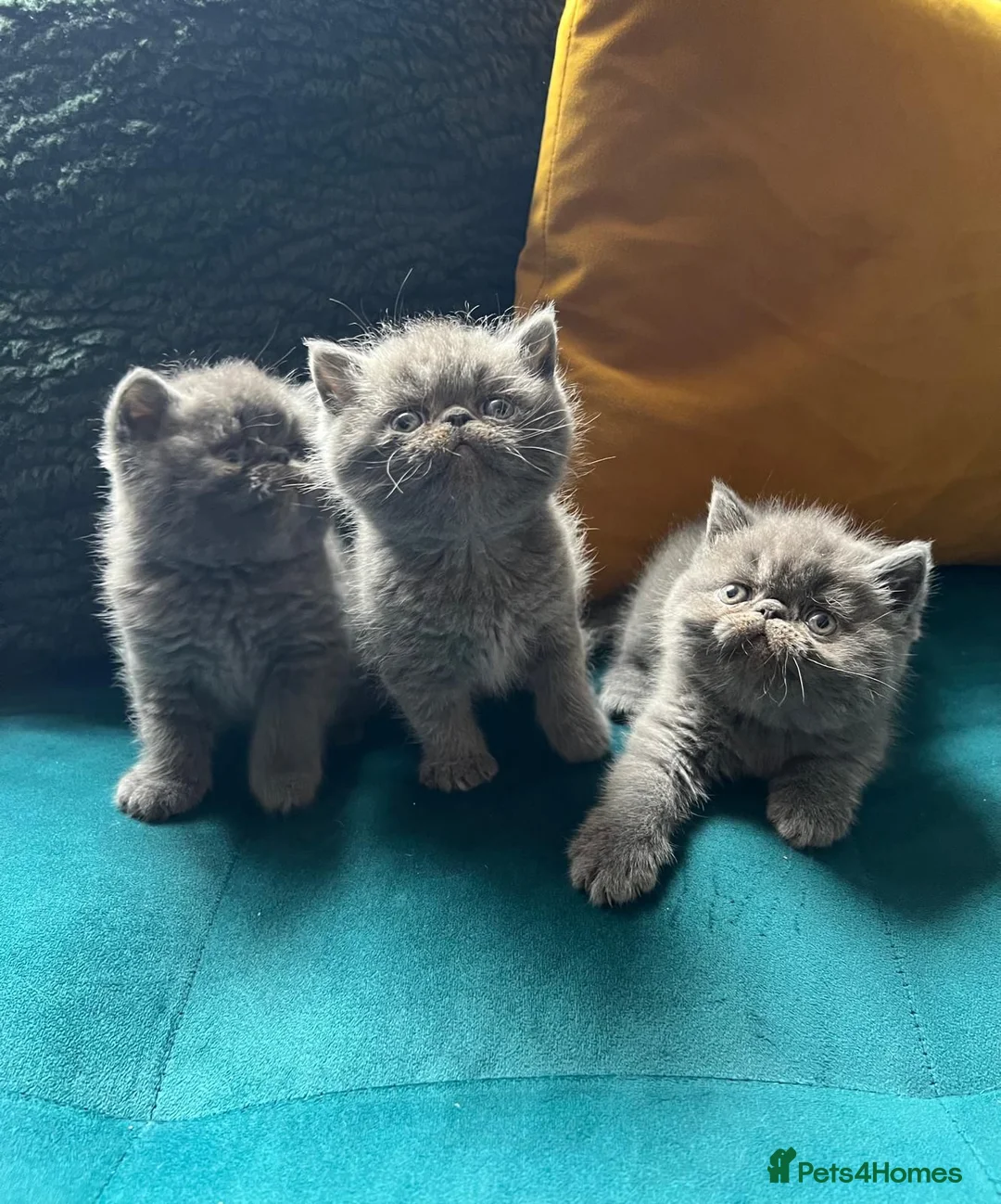 Persian cats for stud: GCCF REGISTERED PERSIAN STUD CHAMPION LINES PROVEN in London - Advert 24