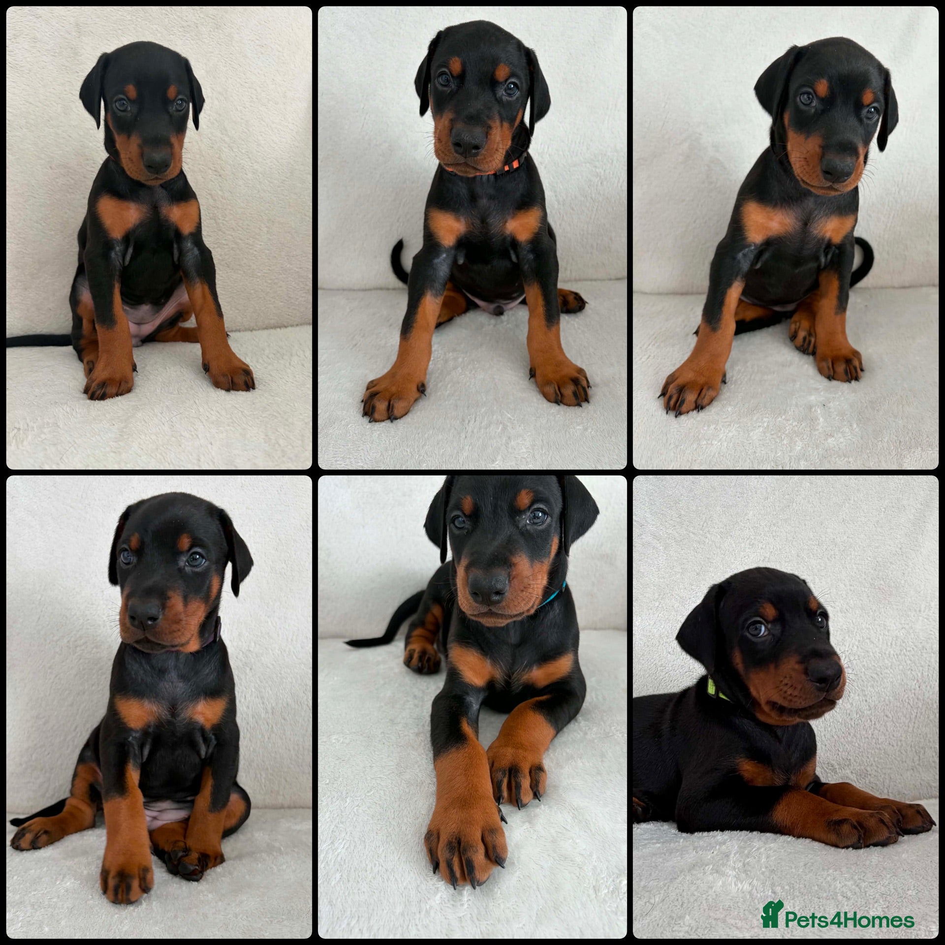 Dobermann dogs KC REGISTERED - DOBERMAN PUPPIES - Advert 6