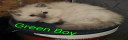 Ragdoll cats for sale: Lovely Litter of 3 Kittens Looking for Loving Home - Advert 29