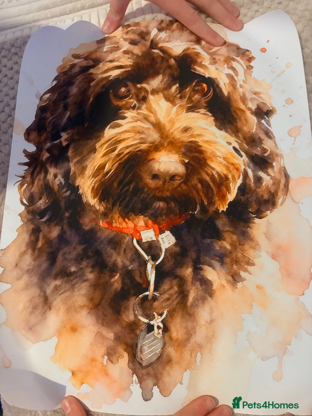 Cockapoo dogs for sale: F2 cockerpoo puppies  - Advert 30