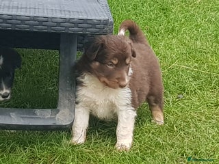 Border Collie dogs KC Registered Pups - Advert 14