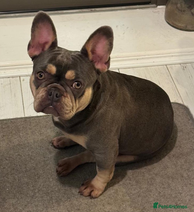 French Bulldog dogs 3 Girls 3 Big Personalities! - Advert 1