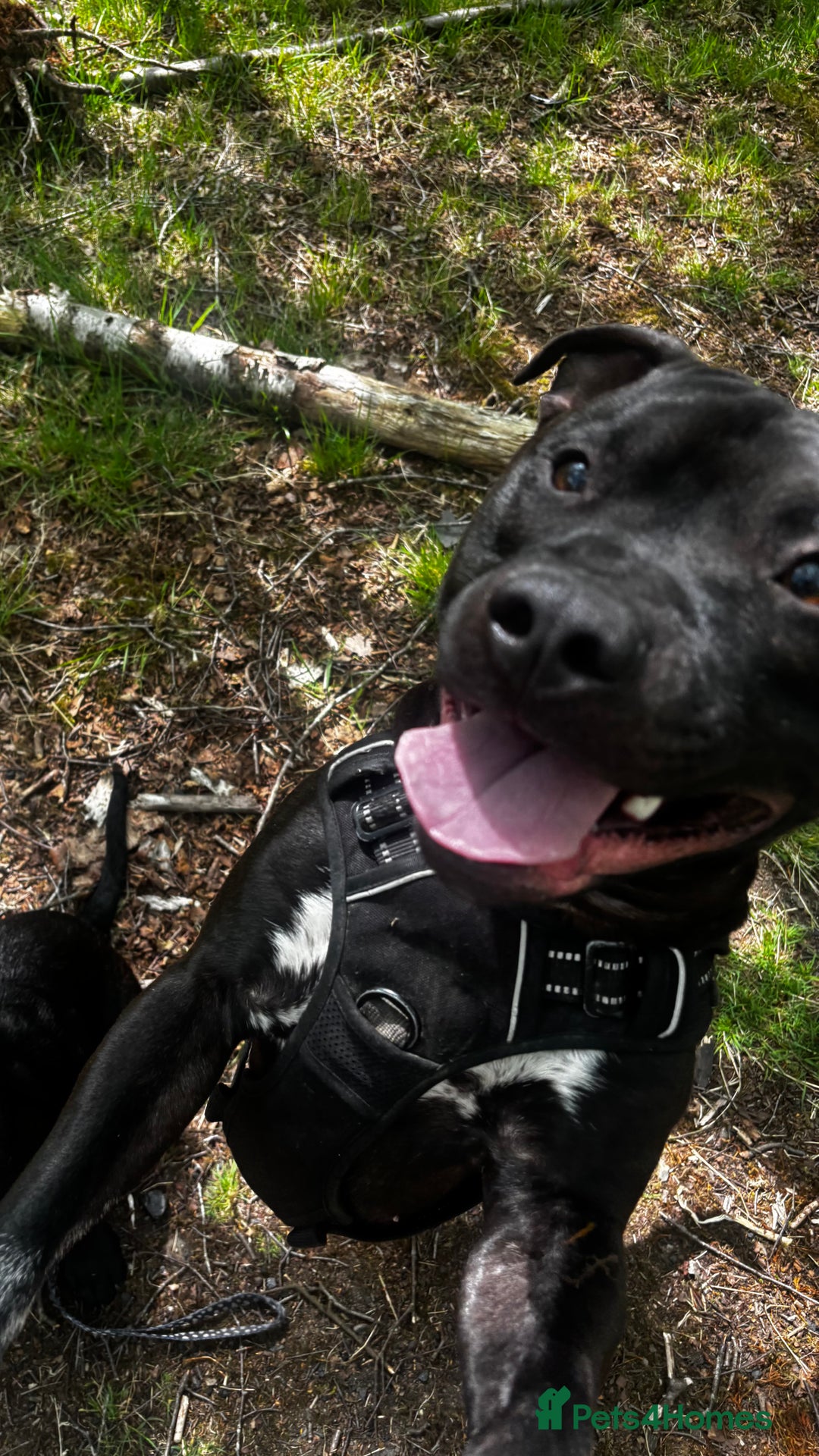 Mixed Breed dogs for sale: Beautiful, Loving Dog Needs Safe and Calm Home  - Image 5