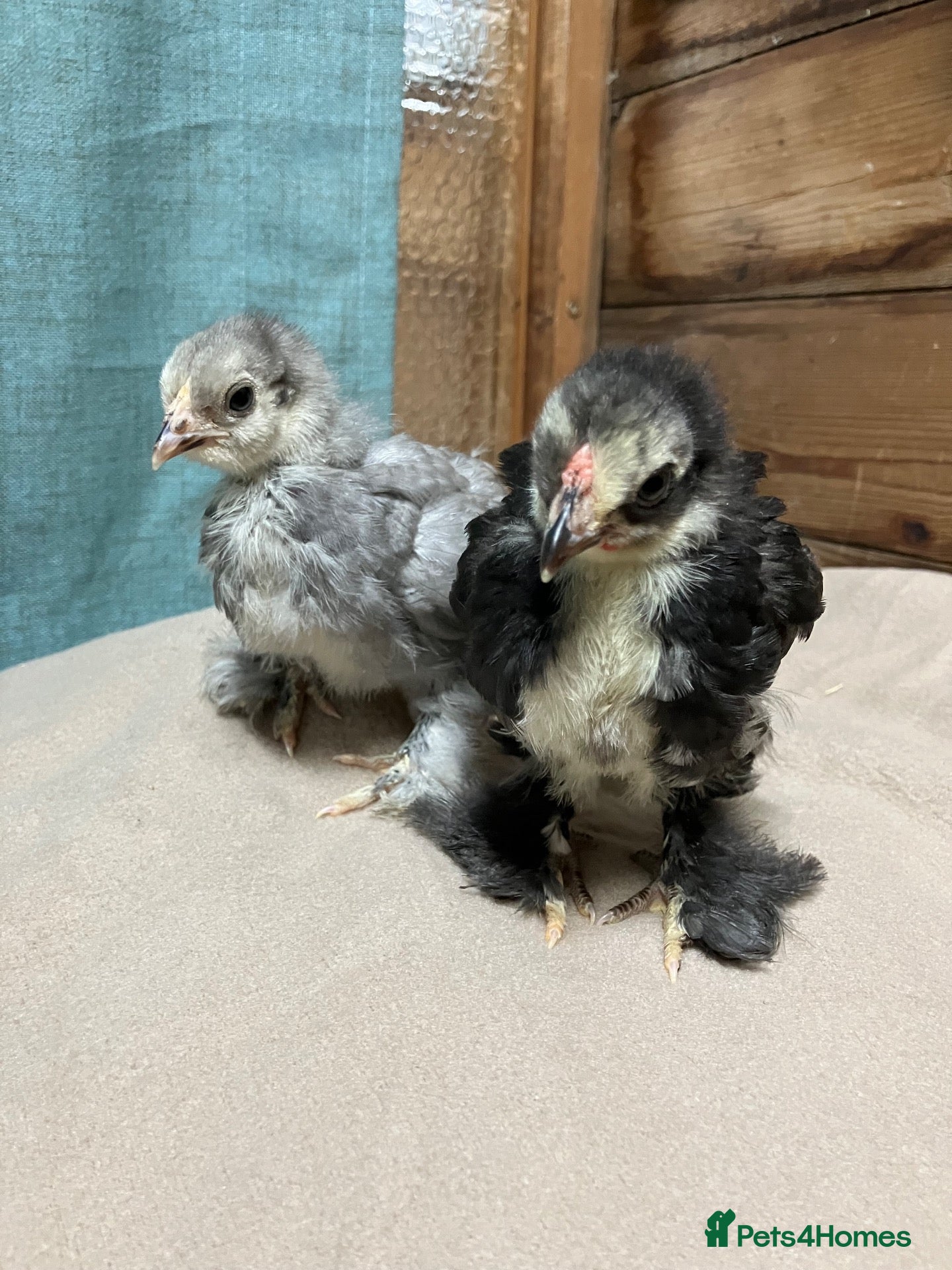 Chickens poultry Pekin bantam chicks - Advert 7