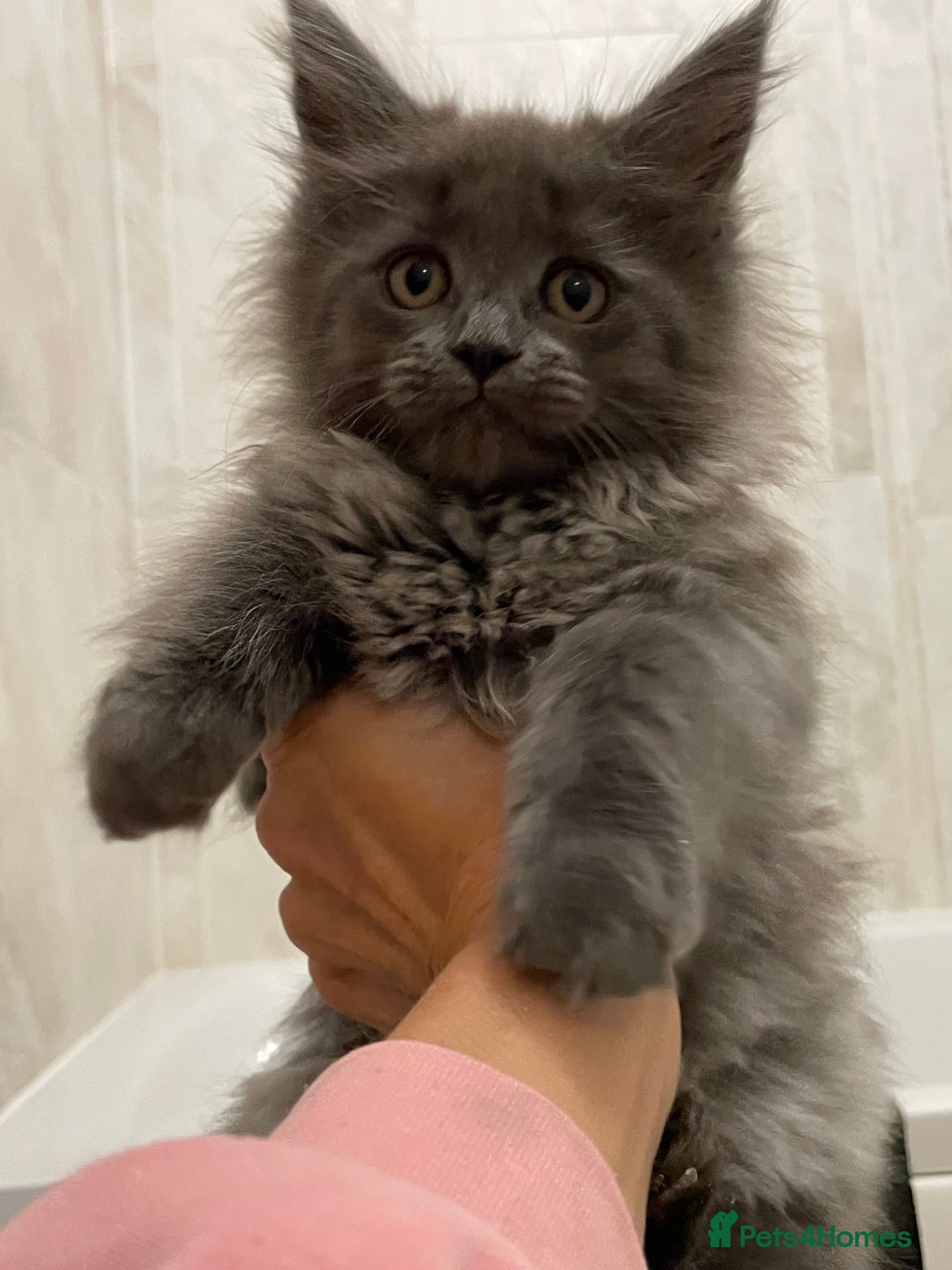 Maine Coon cats for sale: Maine coon GCCF registered  - Advert 1