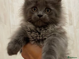Maine Coon cats Maine coon GCCF registered - Advert 1