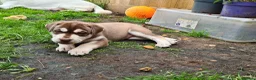 Mixed Breed dogs for sale: Husky x Staffy/Mastiff  - Advert 14