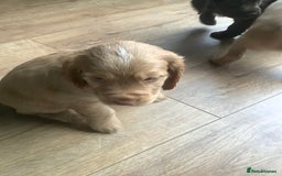 Cocker Spaniel dogs for sale: Working Cocker Spaniels - Advert 13