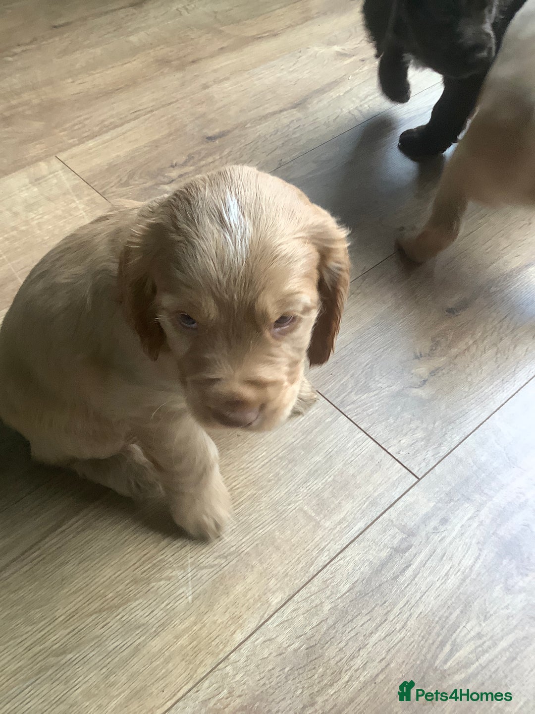 Cocker Spaniel dogs for sale: Working Cocker Spaniels - Advert 13