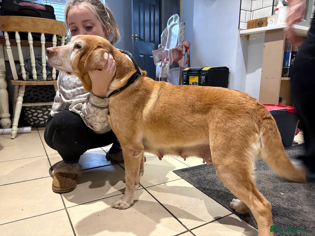 Labrador Retriever dogs for sale: 6 Year Old Female Labrador  - Advert 2