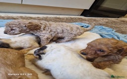 Cockapoo dogs for sale: Cockapoos - Image 13
