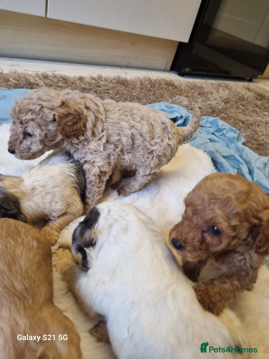 Cockapoo dogs for sale: Cockapoos - Image 13
