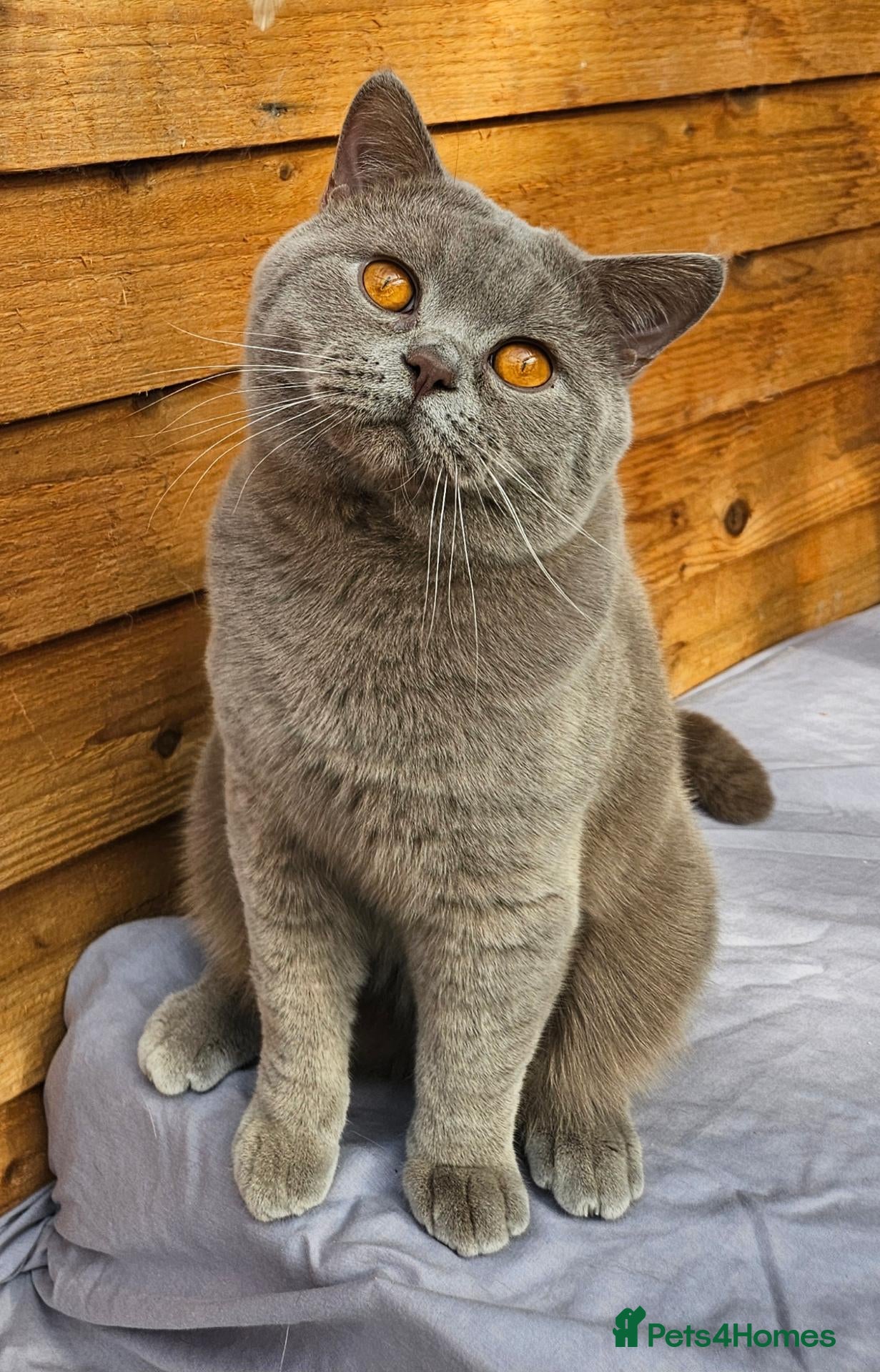 British Shorthair cats for sale: Gccf Blue and  Lilac  - Advert 1