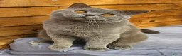 British Shorthair cats for sale: Gccf Lilac Male 12 mths old - Advert 6
