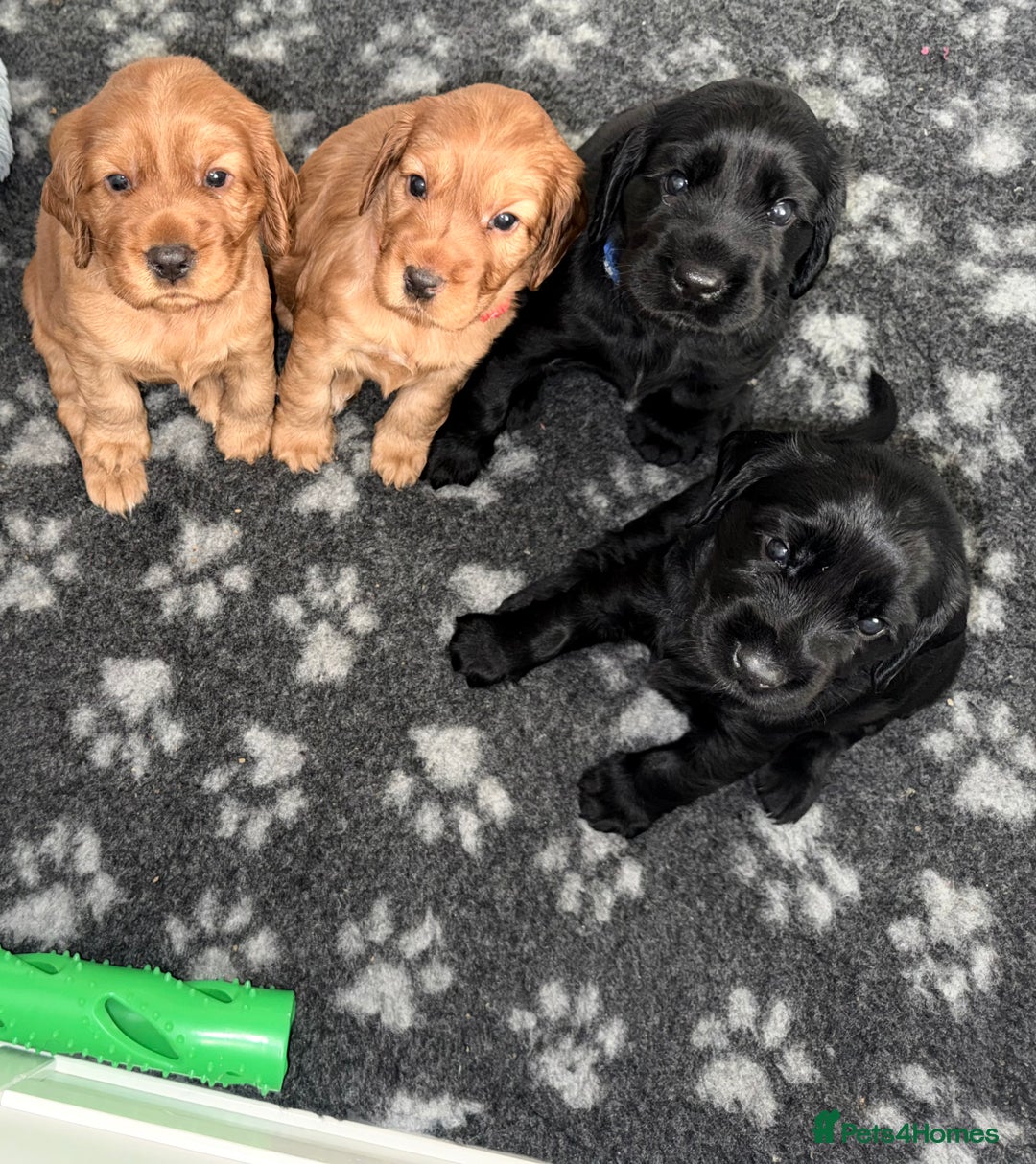 Cocker Spaniel dogs for sale: Chunky Show Cocker Spaniel Puppies  - Advert 1