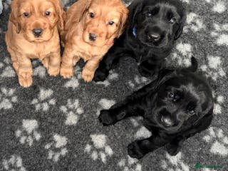 Cocker Spaniel dogs Chunky Show Cocker Spaniel Puppies - Advert 6