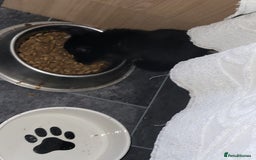 Mixed Breed cats for sale: Mixed breed kittens - Image 5