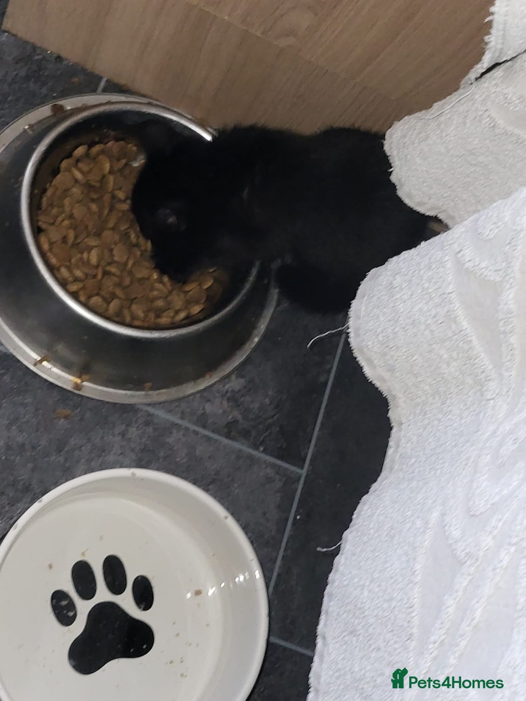 Mixed Breed cats for sale: Mixed breed kittens - Image 5