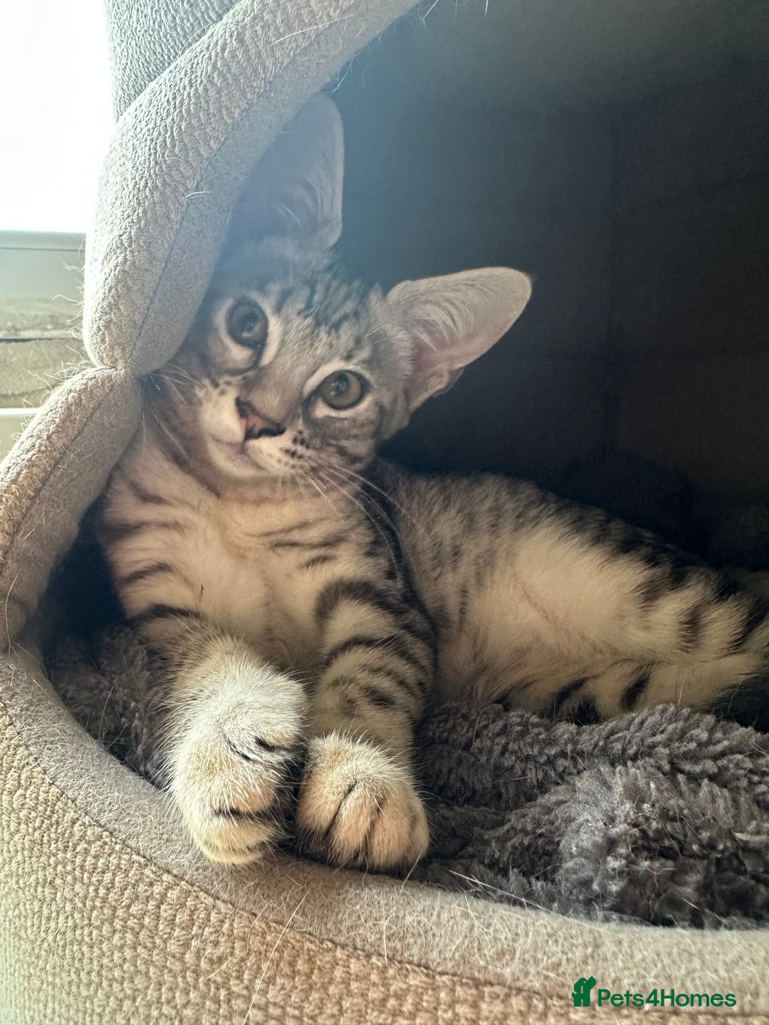 Mixed Breed cats for sale: Amazing Half Bengals !!! - Advert 21