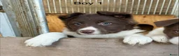 Border Collie dogs for sale: Border Collie Pups - Advert 5