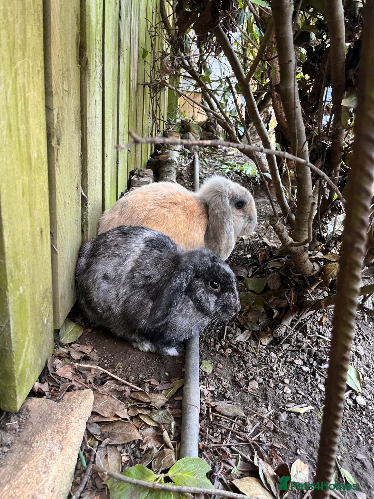 French Lop rabbits 2 male lops  - Advert 1