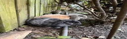 French Lop rabbits for sale: 2 male lops  in Catterick Garrison - Advert 1