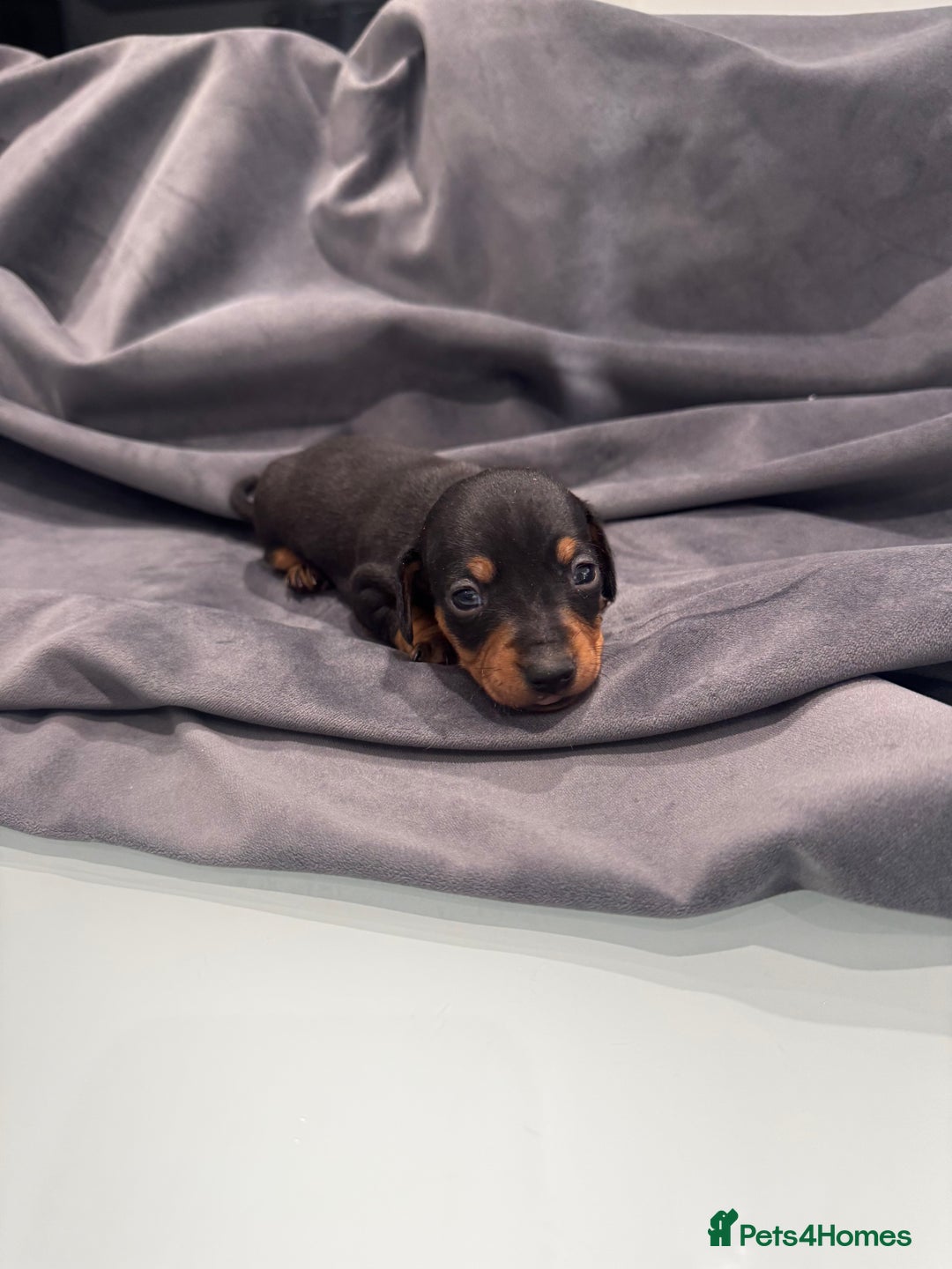 Mixed Breed dogs for sale: Miniature Jackshunds ✨ - Advert 4