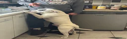 Staffordshire Bull Terrier dogs for stud: Stud Staffy Dog - Advert 3