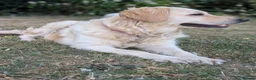 Golden Retriever dogs for sale: Bella’s Golden Gems 7 Gorgeous Puppies Coming Soon - Advert 5