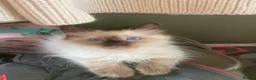 Ragdoll cats for sale: Tica Registered Mink Ragdolls - Advert 23