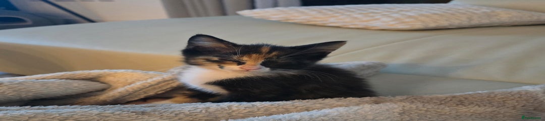 Domestic Shorthair Kitten 1