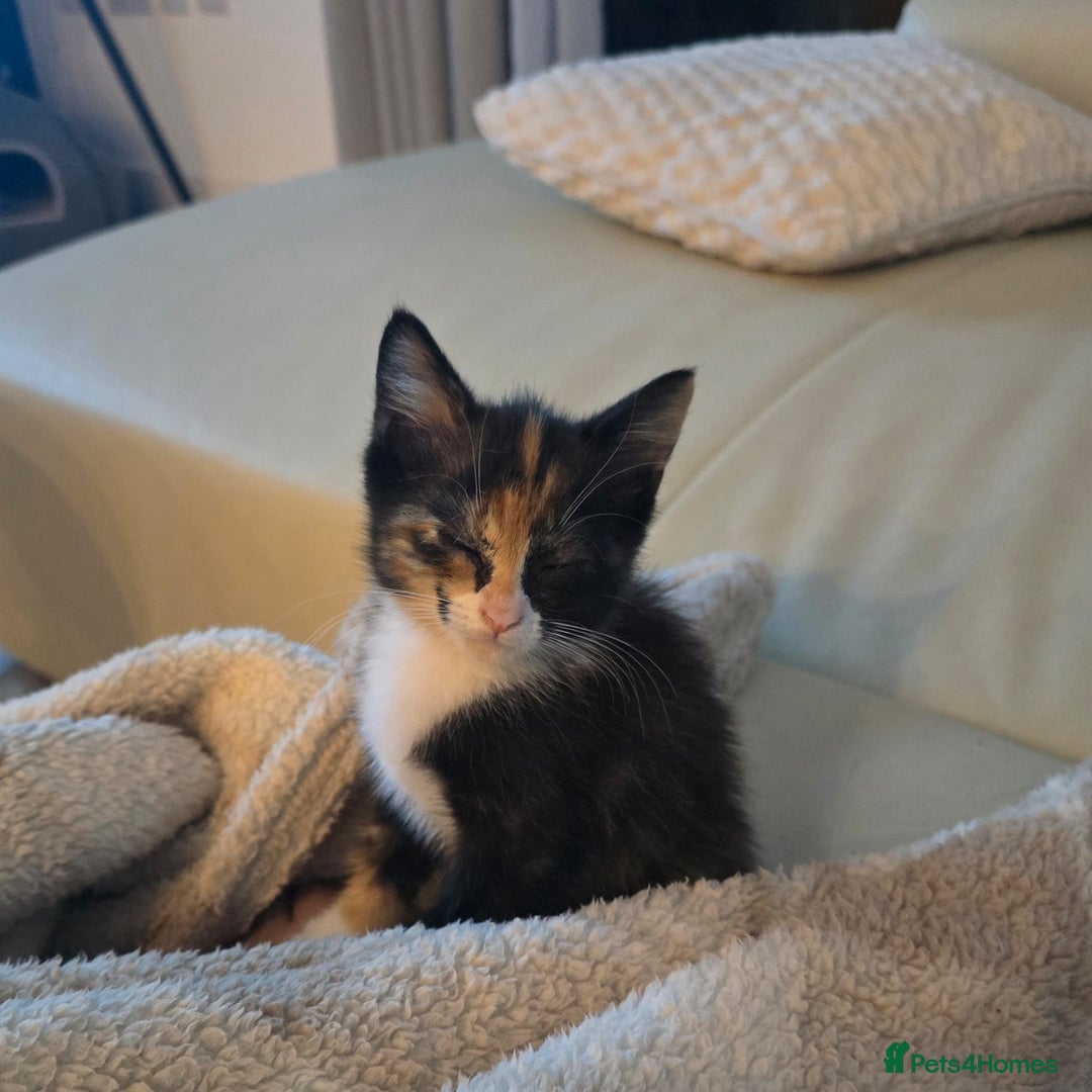 Domestic Shorthair cats for sale: Lovely Kitten to be rehomed - Image 2