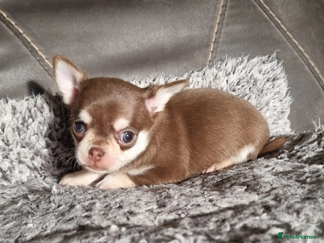 Chihuahua dogs for sale: Shorthaired tri chocolate chihuahuas puppies  - Advert 6