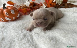 French Bulldog dogs for sale: Frenchie pups KC Registered  - Image 18