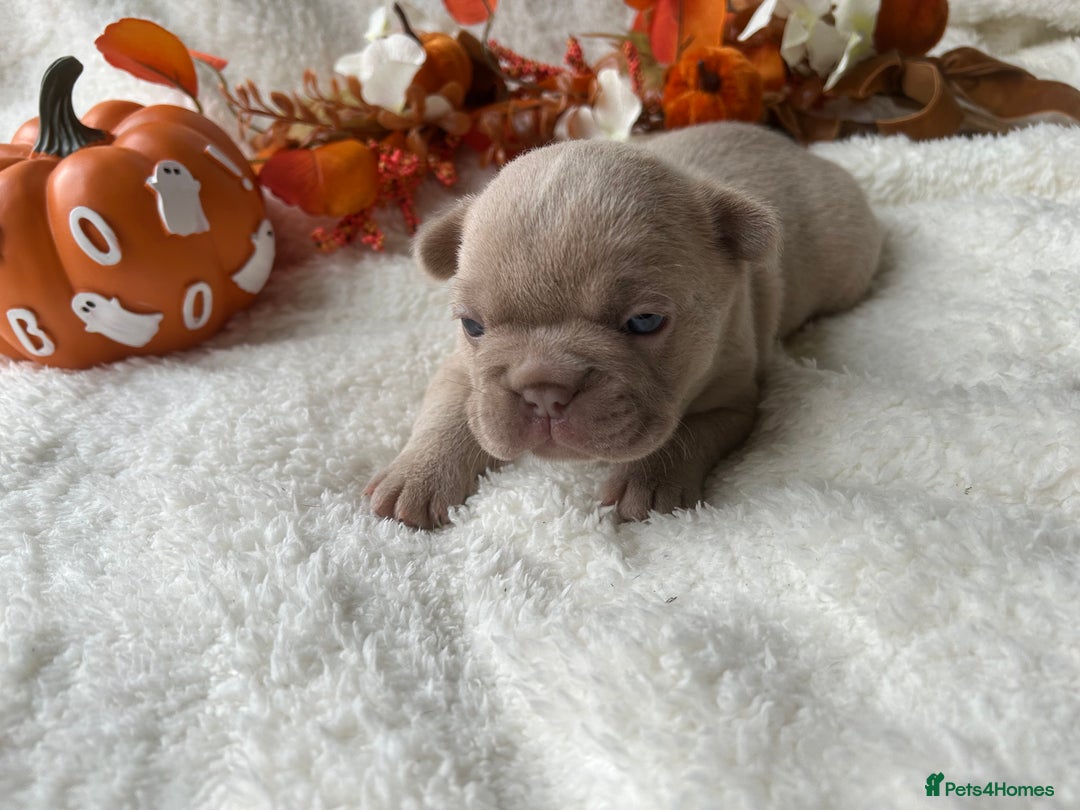 French Bulldog dogs for sale: Frenchie pups KC Registered  - Image 18