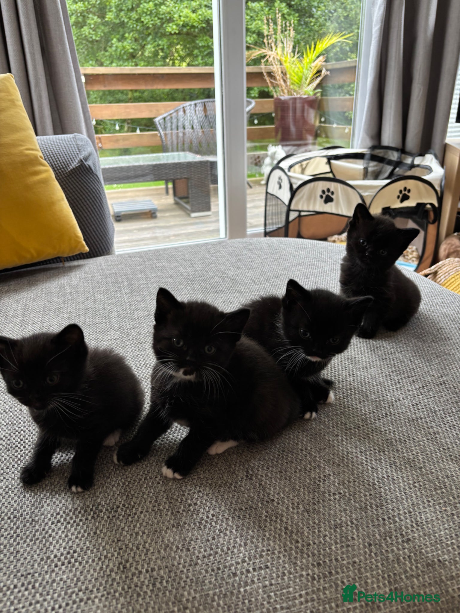 British Shorthair cats for sale: Adorable kittens for sale in Saltash - Advert 5