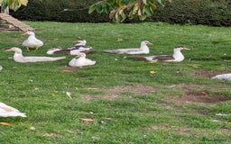 Ducks poultry for sale: Muscovy ducks  - Image 1