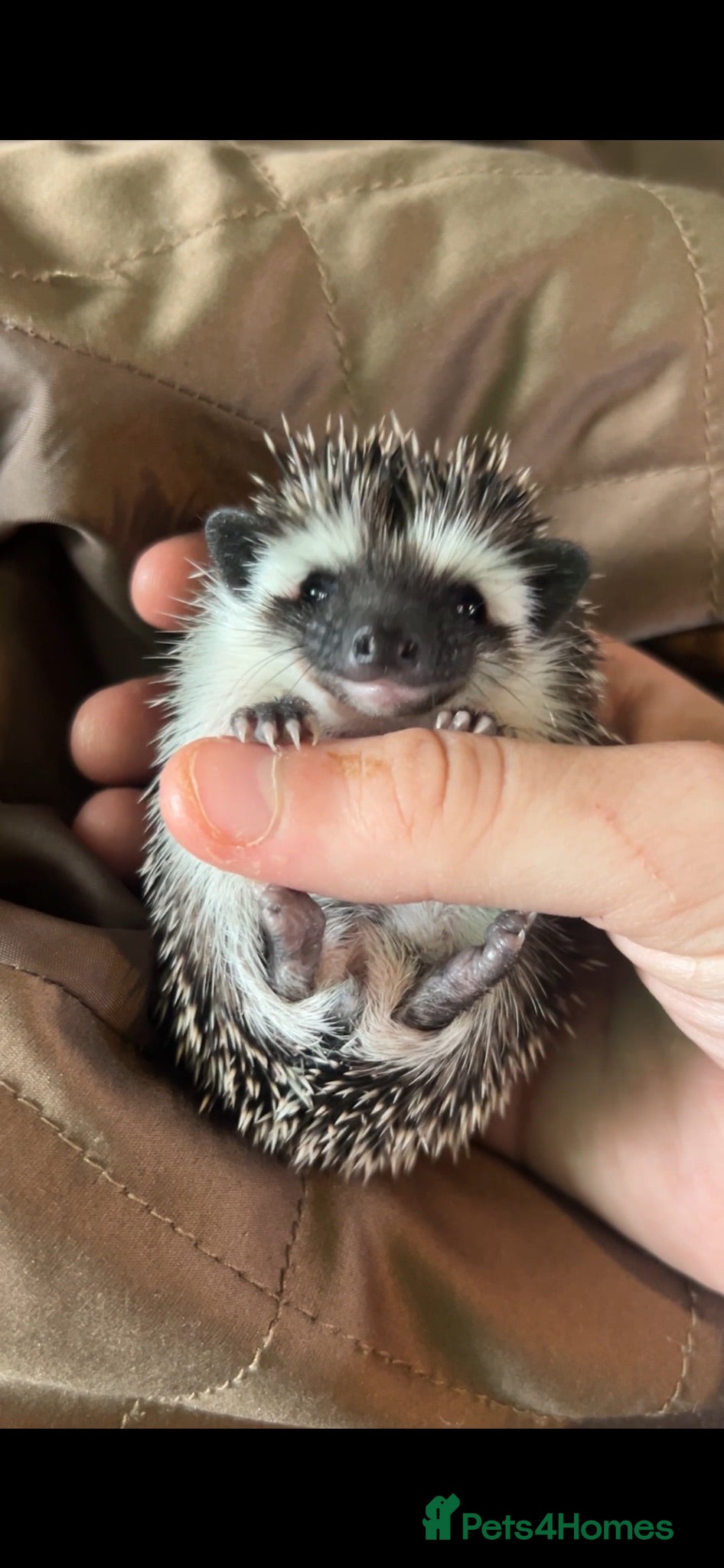 Pygmy Hedgehog rodents Two Gorgeous Hoglets for Loving Forever Homes - Advert 3