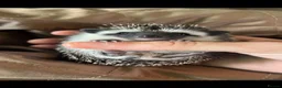 Pygmy Hedgehog rodents for sale: Two Gorgeous Hoglets for Loving Forever Homes - Advert 1