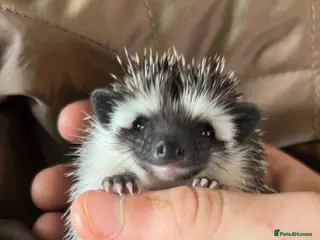 Pygmy Hedgehog rodents Two Gorgeous Hoglets for Loving Forever Homes - Advert 1